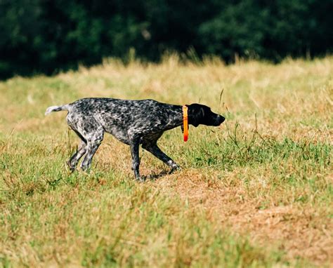 German Shorthaired Pointer Profile, History, and Abilities.